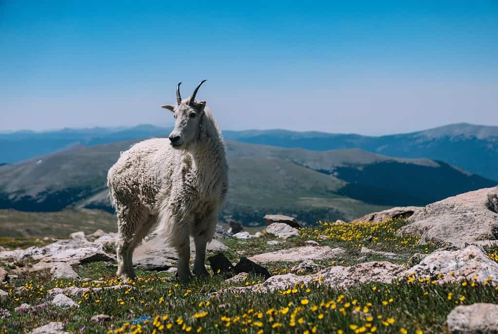 Mountain goat