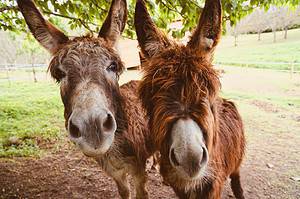 Two burros