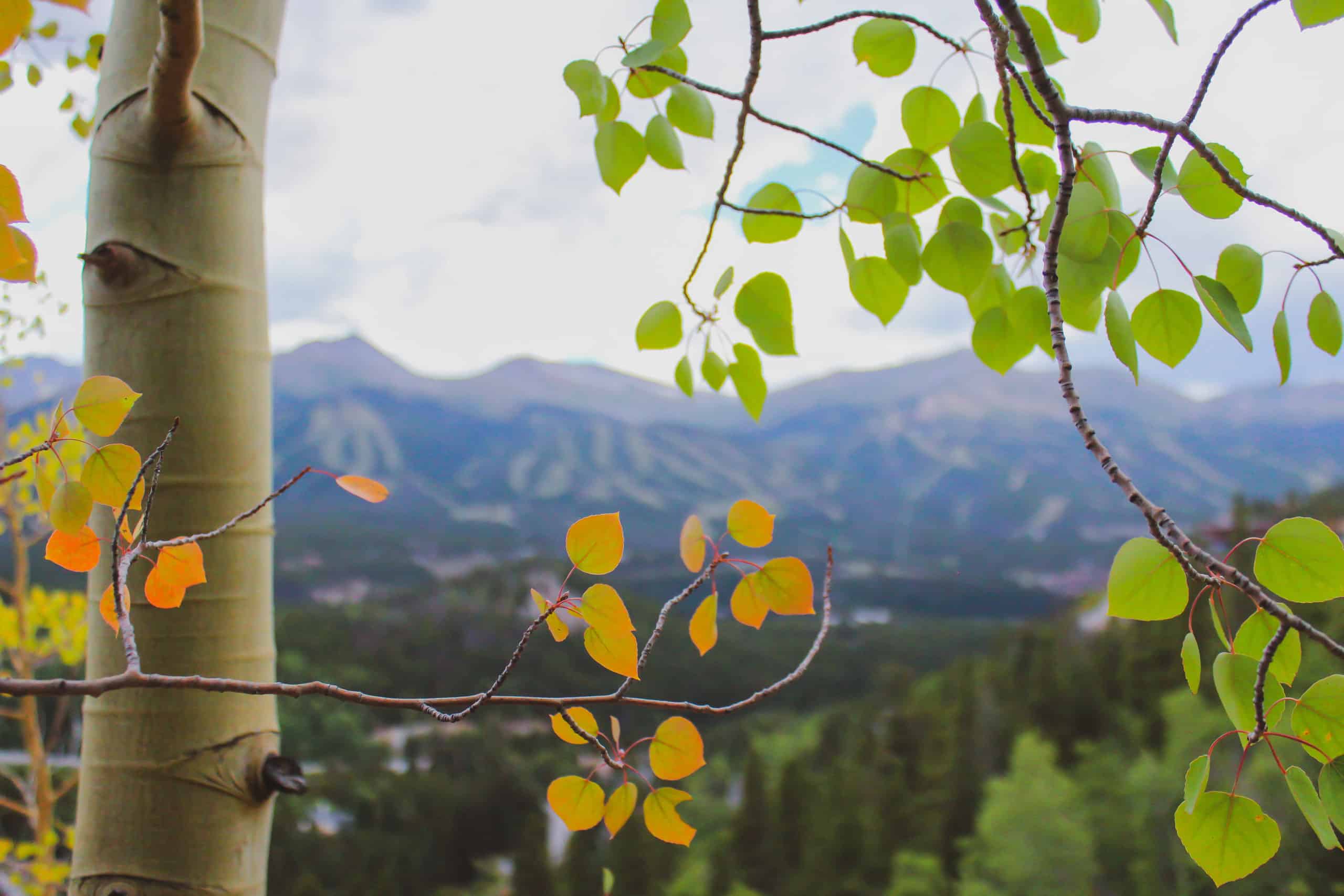 View through Aspen trees