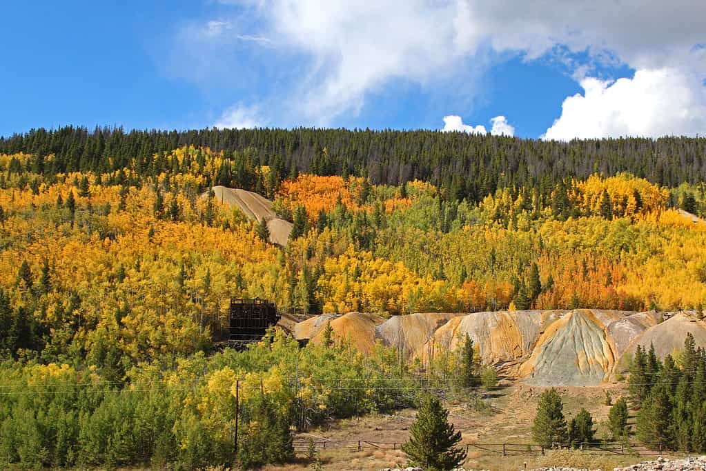 Breckenridge Fall Leaves