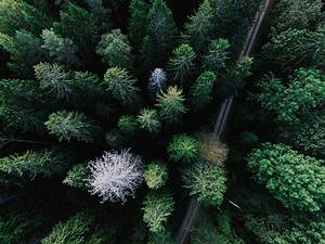 Conifer trees