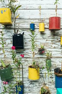 hanging plants