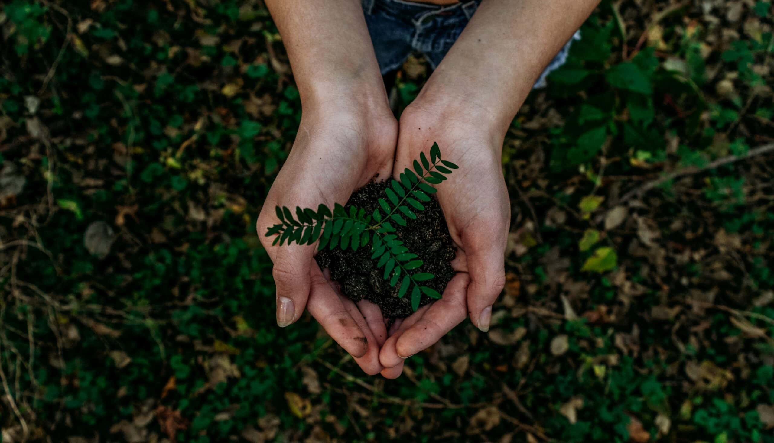 person holding plant