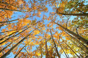 view of aspen trees from the ground up