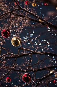 holiday lights on tree