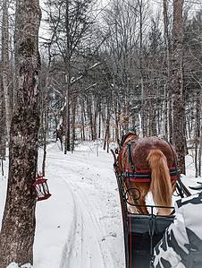 horse pulling a sleigh