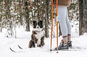 person standing on skis with dog